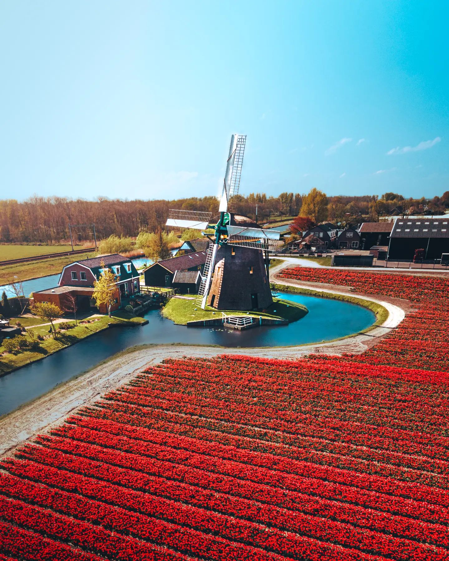The tulip season 😍🌷 🇳🇱.
.
.
.
#thenetherlands🇳🇱 #djiglobal #windmills #dutchwindmill #flowerfields #tulipfields #tulipseason #visitnetherlands #droneglobe #dronephotography #djimavicair2 #nederland_ontdekt #dronepilot #skybangerz #windmolen #tulpenvelden #dronefotografie